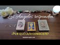 👼⚡ ¿Por qué la/o conociste? Los Ángeles te responden ❣️❓ TAROT INTERACTIVO