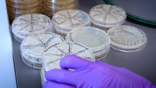 Engineered Probiotic Can ‘Sense’ Inflammatory Bowel Disease
