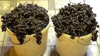 Домашнее вино из винограда  Простой рецепт