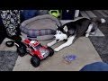 Husky Plays with RC Car Just like Shelby