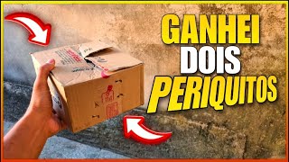 NOVOS PERIQUITOS NA MINHA CRIAÇÃO