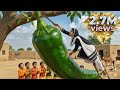 Option 2 دنیا کی سب سے بڑی مرچ Poor Village Girl Vs Giant Chili
