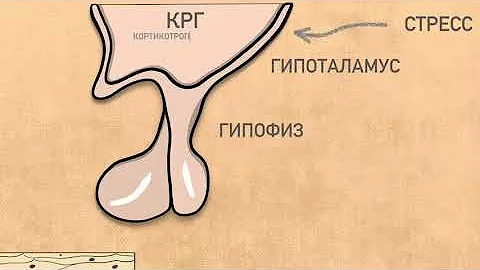 Надпочечники: Физиология.