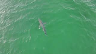Dunedin Causeway ( shark Alley)  ￼June 6th 2026