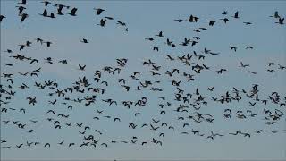 Canada Geese and all ducks flushed at Frenchmans Bay