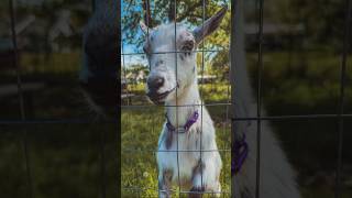 She’s probably grateful for that thick forehead. #homestead #nigeriandwarfgoats #farm #dairygoats