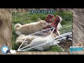 Greenland Dog 🐶🐾 Everything Dog Breeds 🐾🐶 の動画、YouTube動画。