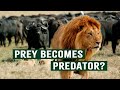 Predators vs natures wrath a game of resilience and luck  deadly game  apex predators