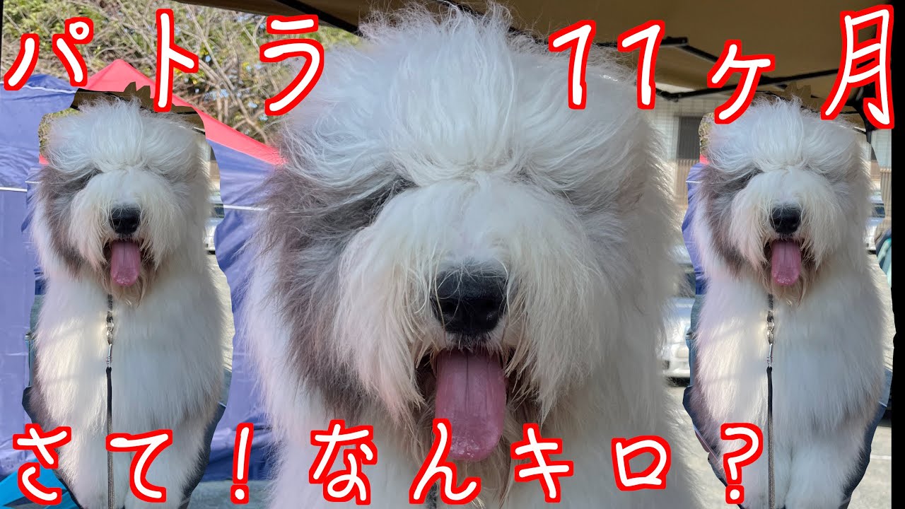 もうすぐ１才 パトラ11ヶ月体重測定 オールドイングリッシュシープドッグ もふもふ Youtube