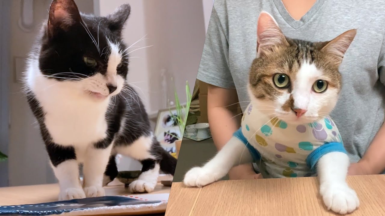 100均の猫おもちゃレビュー ダイソーへびのふわふわじゃらしの食いつきは Youtube