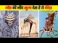 इन खतरनाक जीवों से जरा बचकर ही रहना  | Most Dangerous Insects In The World