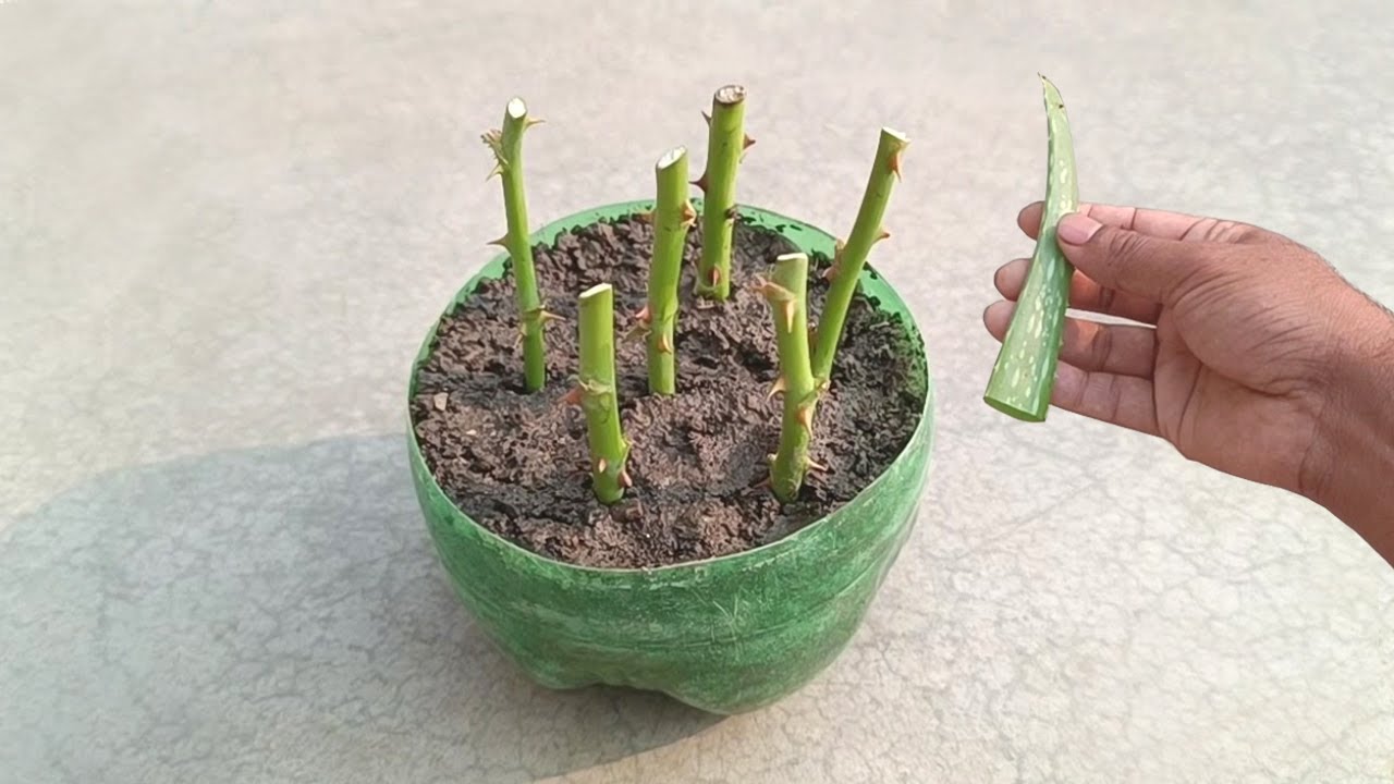 How to grow Roses from small cuttings USING NATURAL ANTIFUNGAL ALOEVERA