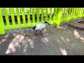2032奧運吉祥物？