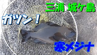 ガツン！と寒メジナ３９ｃｍ (^o^)！  「かごフカセ磯釣り日記」第２４回 　三浦半島 磯釣り メジナ 黒鯛 アジ  Youtube  動画