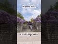 Walking by the Wisteria at Castle Drogo #dartmoor #walkinguk #hiking #adventure #nationaltrust