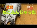 【ねこふんじゃった】うた 山野さと子