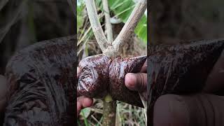 Easy Ways to Multiply Plants 🌿 | Simple Plant Propagation Techniques