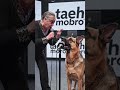 #happybirthday #germanshepherd #rap #funny