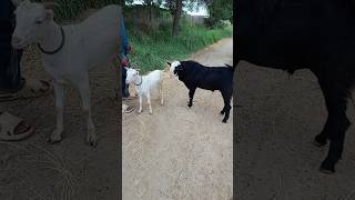 ai Funny Animal #shorts #shortvideo #short #shortsfeed #shots #shortfeed #funny #freefire  #foryou #