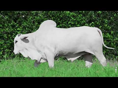LOTE 49 - REM 13676, Touro Nelore à venda no 23º MEGA LEILÃO GENÉTICA ADITIVIA 2026