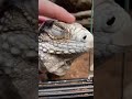 all of our iguanas love pets ❤️  ... they can be affectionate creatures.