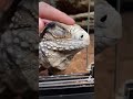 all of our iguanas love pets ❤️  ... they can be affectionate creatures.