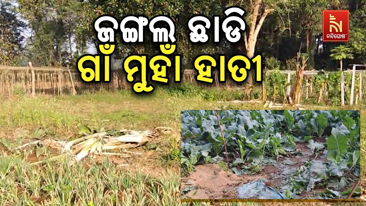 Farmers in Despair: Wild Elephants Destroy Crops in Digapahandi Range | Forest Range Latest News