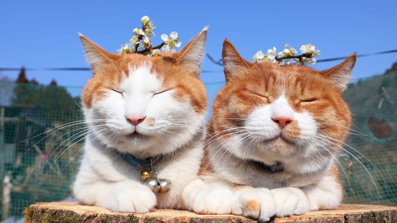 梅の花 のせ猫 2026 260406 - YouTube