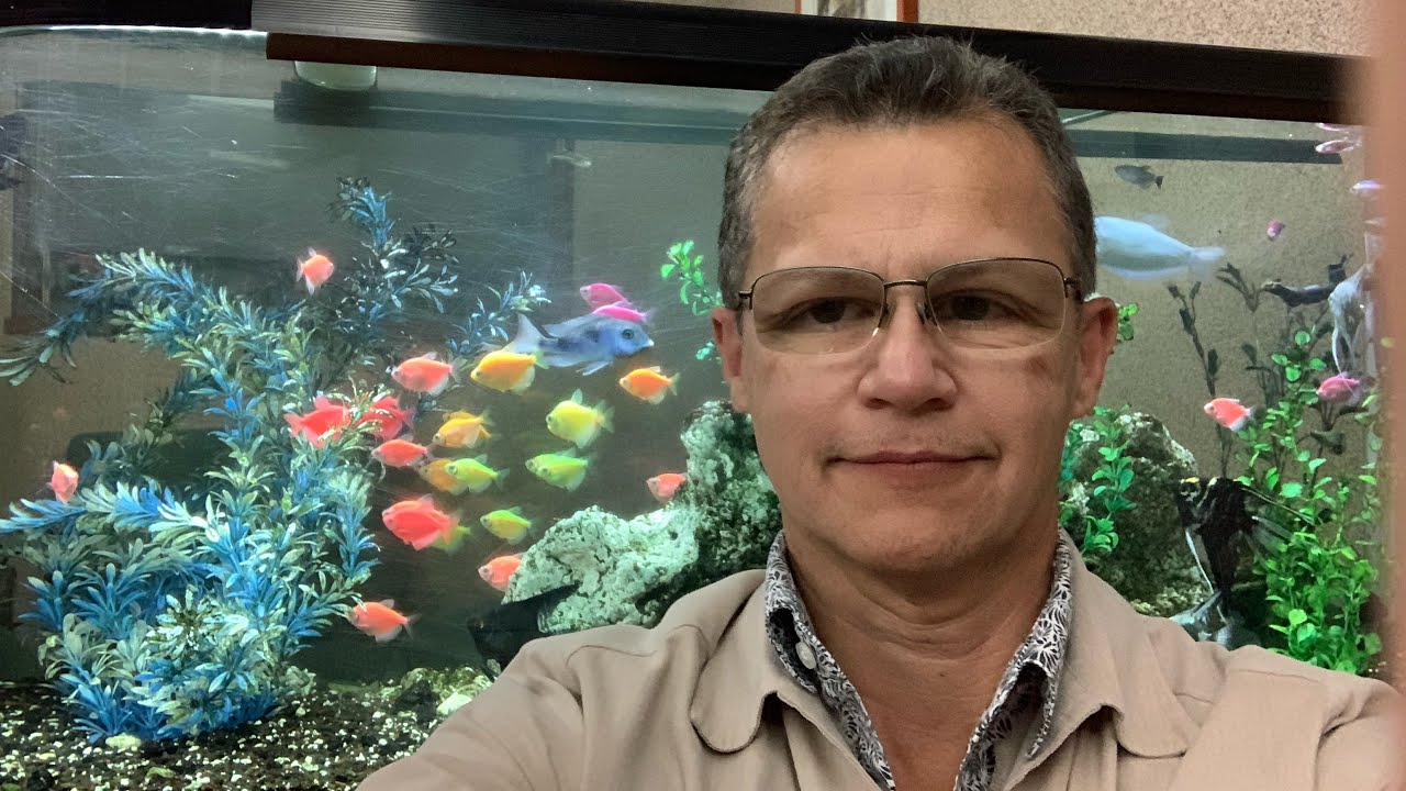 Mi acuario de 270 litros con peces angel,monjas transgénicas, y ……