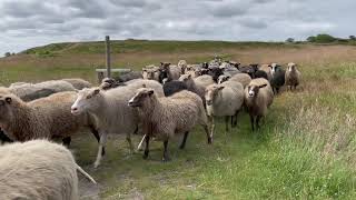 Стадо овец