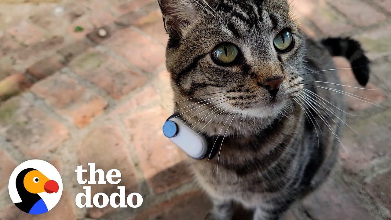 Guy Makes His Cat A Tiny Collar Camera To See What He's Up To Outside | The  Dodo Cat Crazy - YouTube