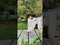 Dance cover | Rddhima #dance