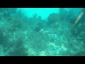 Marathon Key Lighthouse Reef #1