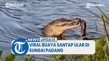 Viral Video Buaya Santap Ular di Sungai Padang Pariaman, Warga Diminta Waspada
