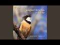 The Rufous Whistler S Song Mp3 - Mp4 Download