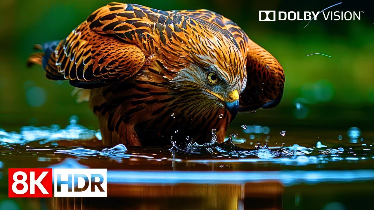 Ultra Clarity 8K HDR 60fps Dolby Vision - See the World Like Never Before