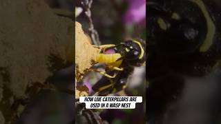 Why this wasp collects live caterpillars 👀 #wasp #caterpillar #wildlife #parenthood  #naturepbs