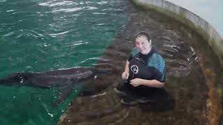 Kelsey's Connection With Doris the Rough-Toothed Dolphin