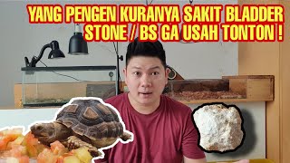 PENYAKIT BLADDER STONE (BS) | MOCCACHINO FIGHT FOR BS