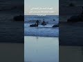 الحمد لله على كل شيء هذه هي حياه البحاره نحن راضيين الذي قسمنا هذا الارزاق والله سبح🌊🌊🐟🐟🐠🐠#اكسب#