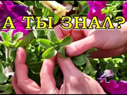 Video: Kako Zbirati šopke Cvetja