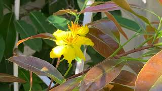 Vietnamese New Year Flower called (Bong Mai)