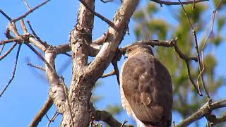 Cooper's Hawk On The Prowl