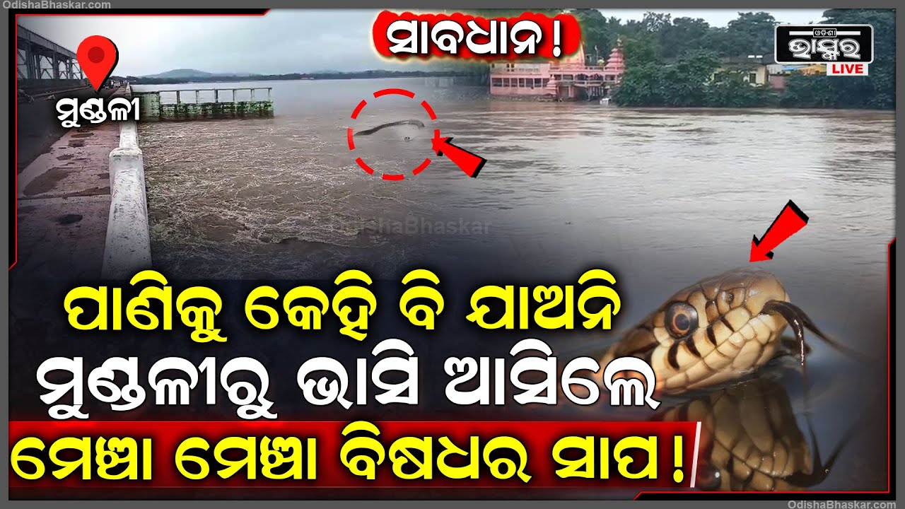 ସାବଧାନ କେହିବି ନଦୀକୁ ଯାଅ ନି ମୁଣ୍ଡଳୀରୁ ଭାସି ଆସଛନ୍ତି ମେଞ୍ଚା ମେଞ୍ଚା ବିଷଧର ସାପ