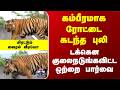 Tiger | Viral Video | கம்பீரமாக ரோட்டை கடந்த புலி.. டக்கென குலைநடுங்கவிட்ட ஒற்றை பார்வை