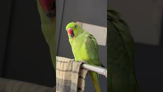 Mithu mummy ko bulao jaldi se 😍 #parrot #mithu #talkingparot