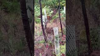 Bambi Doe In My Yard