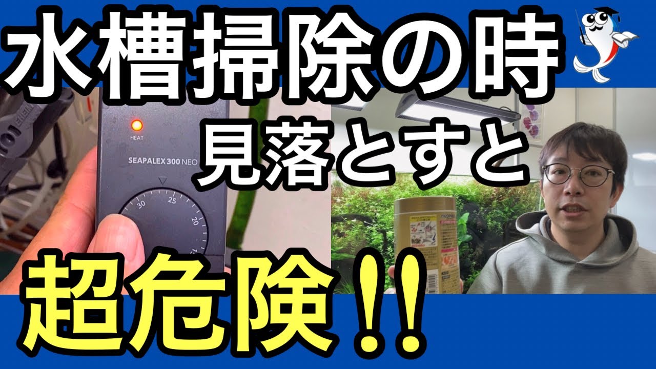 スネール対策 水槽に発生する小さい貝の危険性をプロがを解説 Youtube