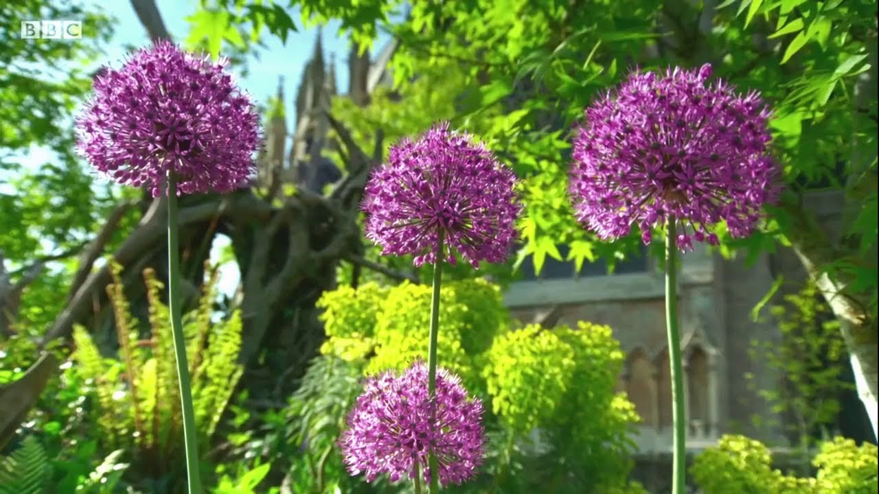 Kertész kertje diszhagymák S52 E12 részlet