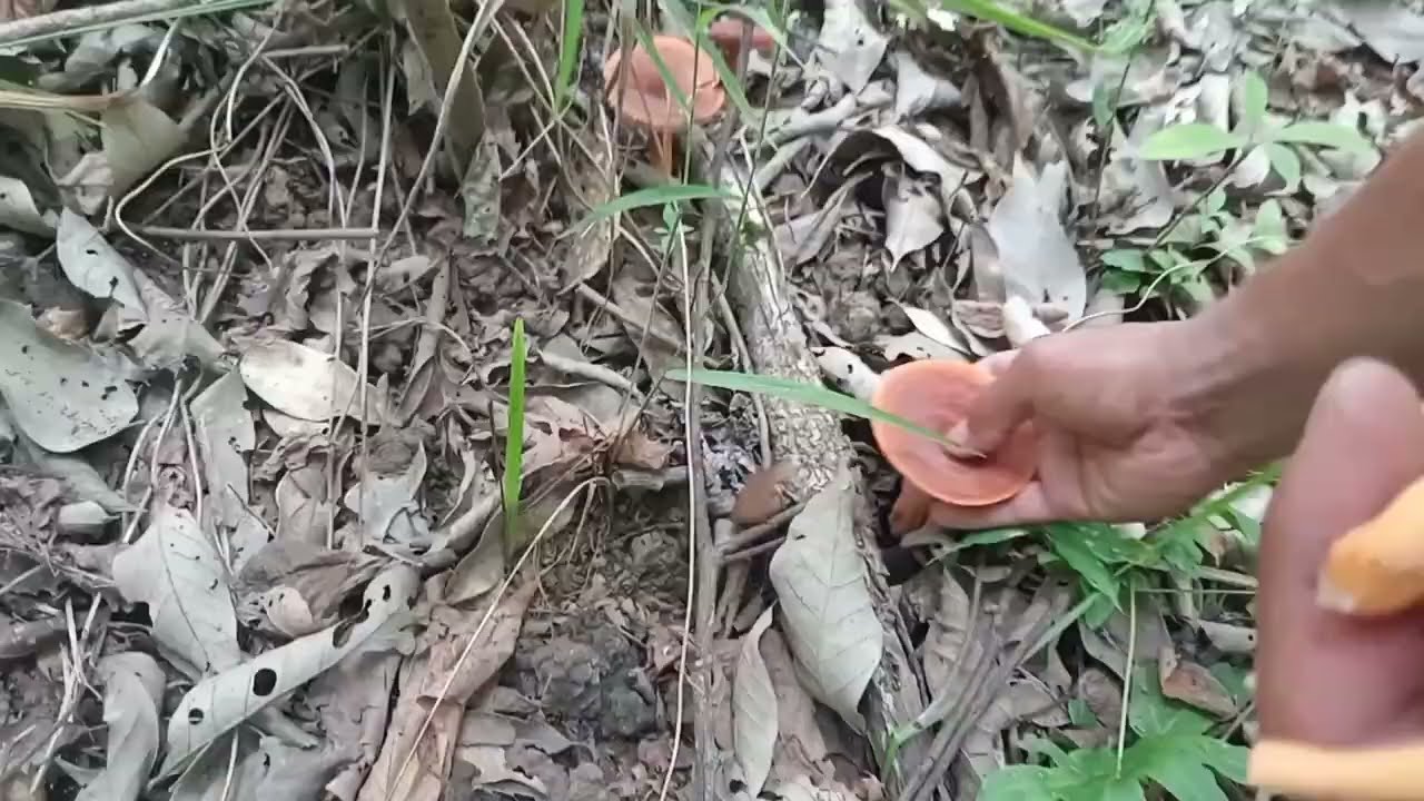 Found lots of Milk Cap Mushroom in jungle || Kanjang Village 